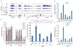 TRA-1-60 (Podocalyxin) Antibody in Immunohistochemistry (IHC)