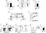 Granzyme B Antibody in Flow Cytometry (Flow)