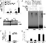 CD266 (TWEAK Receptor) Antibody in Western Blot (WB)