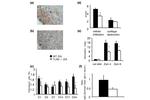 CD282 (TLR2) Antibody in Immunohistochemistry (IHC)