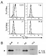 CD289 (TLR9) Antibody in Western Blot, Flow Cytometry (WB, Flow)