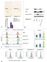 Phospho-ERK1/2 (Thr202, Tyr204) Antibody in Flow Cytometry (Flow)