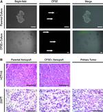 CD326 (EpCAM) Antibody in Flow Cytometry (Flow)