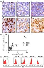 IDO Antibody in Flow Cytometry (Flow)