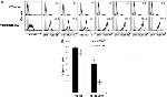 TIGIT Antibody in Flow Cytometry (Flow)