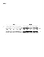 TIGIT Antibody in Western Blot (WB)