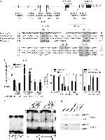 ZEB1 Antibody in ChIP Assay (ChIP)