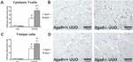 CD8a Antibody in Immunohistochemistry, Flow Cytometry (IHC, Flow)