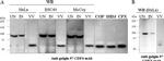 Golgin-97 Antibody in Western Blot (WB)