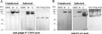 Golgin-97 Antibody in Western Blot (WB)