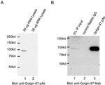 Golgin-97 Antibody in Western Blot (WB)