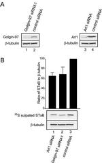 Golgin-97 Antibody in Western Blot (WB)