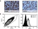 SOX11 Antibody in Immunohistochemistry, Flow Cytometry (IHC, Flow)