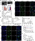 ZO-1 Antibody in Immunohistochemistry (IHC)