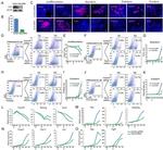 CD309 (FLK1) Antibody in Flow Cytometry (Flow)