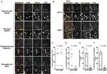 SOX2 Antibody in Immunocytochemistry (ICC/IF)