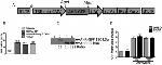 AHR Antibody in Western Blot (WB)