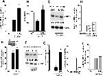 CD369 (Clec7a, Dectin-1) Antibody in Western Blot, Flow Cytometry (WB, Flow)