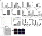 CD369 (Clec7a, Dectin-1) Antibody