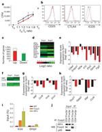 IRF4 Antibody in Flow Cytometry (Flow)