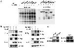 IRF4 Antibody in Western Blot (WB)