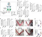 IRF4 Antibody in Flow Cytometry (Flow)