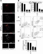 GARP Antibody in Flow Cytometry (Flow)