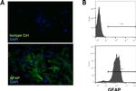 GFAP Antibody in Immunohistochemistry (IHC)