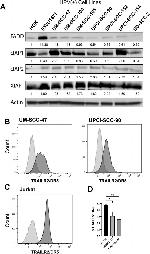 CD262 (DR5) Antibody in Flow Cytometry (Flow)