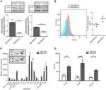 CD284 (TLR4) Antibody in Western Blot, Flow Cytometry (WB, Flow)