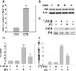 CD284 (TLR4) Antibody in Neutralization (Neu)