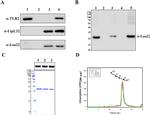 CD282 (TLR2) Antibody in Western Blot (WB)