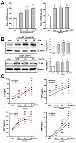 TLR4/MD-2 Complex Antibody in Western Blot (WB)