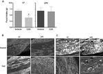 TLR4/MD-2 Complex Antibody in Immunohistochemistry (IHC)