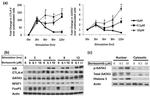 Gata-3 Antibody in Flow Cytometry (Flow)