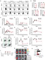 CD279 (PD-1) Antibody in Flow Cytometry (Flow)