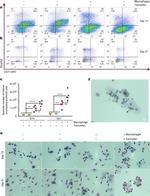 CD235a (Glycophorin A) Antibody in Flow Cytometry (Flow)