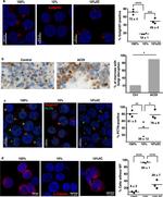 Golgin-97 Antibody in Immunocytochemistry (ICC/IF)