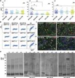 Lambda light chain Antibody in Flow Cytometry (Flow)