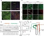 MUC1 Antibody in Western Blot, Immunohistochemistry (WB, IHC)