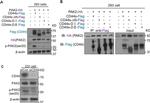 PAK2 Antibody in Western Blot (WB)