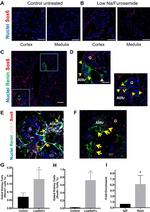 SOX6 Antibody in ChIP Assay (ChIP)