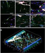 GFAP Antibody in Immunocytochemistry (ICC/IF)