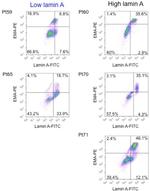 CD45 Antibody in Flow Cytometry (Flow)