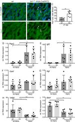 PAX7 Antibody in Immunohistochemistry (IHC)