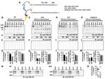 GST Tag Antibody in Western Blot (WB)