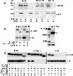 HA Tag Antibody in Western Blot (WB)