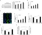 beta Catenin Antibody in Western Blot (WB)