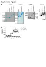 mCherry Antibody in Western Blot (WB)