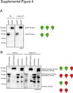 mCherry Antibody in Western Blot (WB)